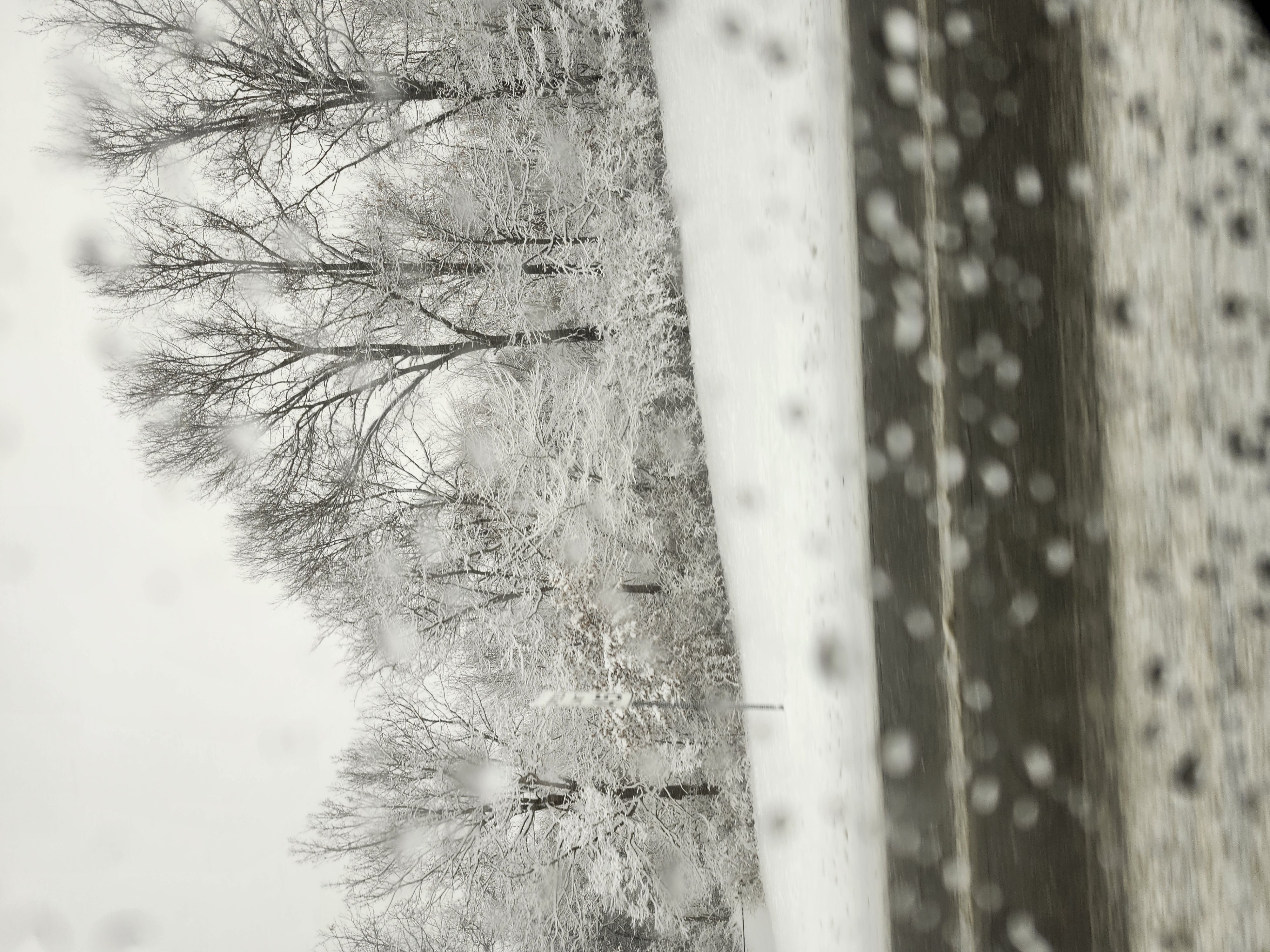 Image of snow covered trees